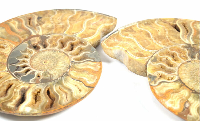 Fette di Ammonite Naturale. Soprammobile, Idea Regalo - immagine 5