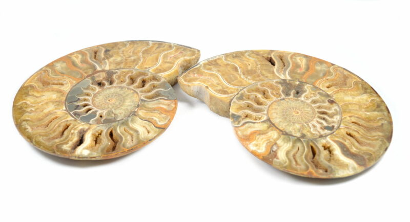 Fette di Ammonite Naturale. Soprammobile, Idea Regalo - immagine 4