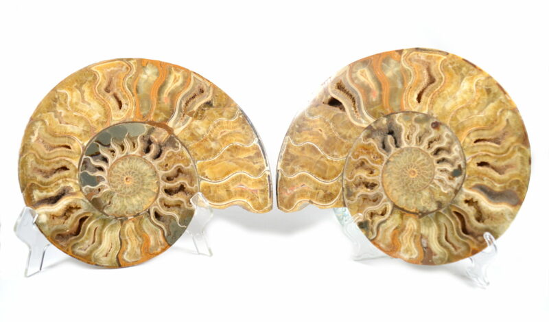 Fette di Ammonite Naturale. Soprammobile, Idea Regalo