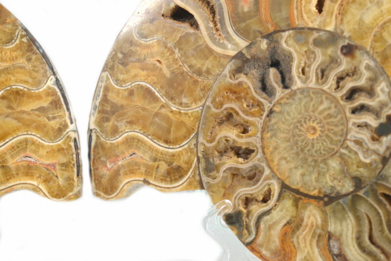 Fette di Ammonite Naturale. Soprammobile, Idea Regalo - immagine 3