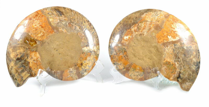 Fette di Ammonite Naturale. Soprammobile, Idea Regalo - immagine 2